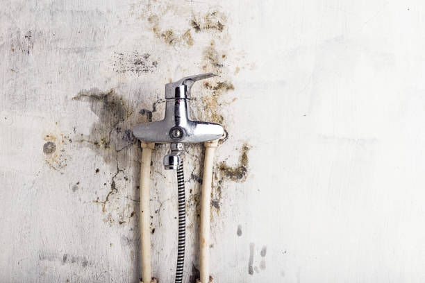 Best Local Mold Removal Service  in Vaeboro, NC