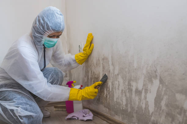 Best Certified Mold Removal  in Vaeboro, NC