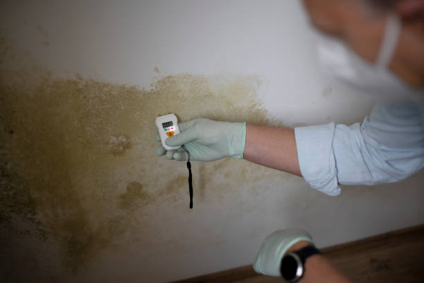 Best Mold Remediation Experts  in Vaeboro, NC