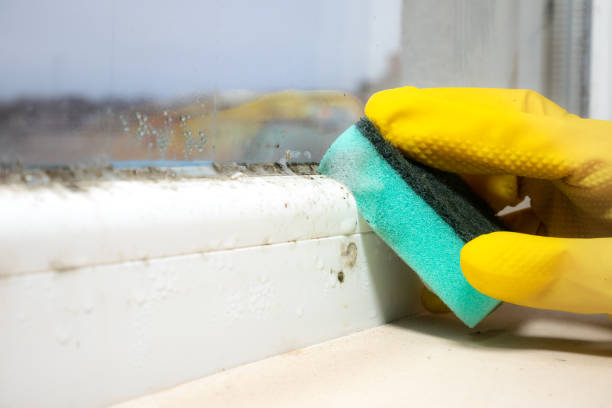Attic Mold Removal in Vanceboro, NC