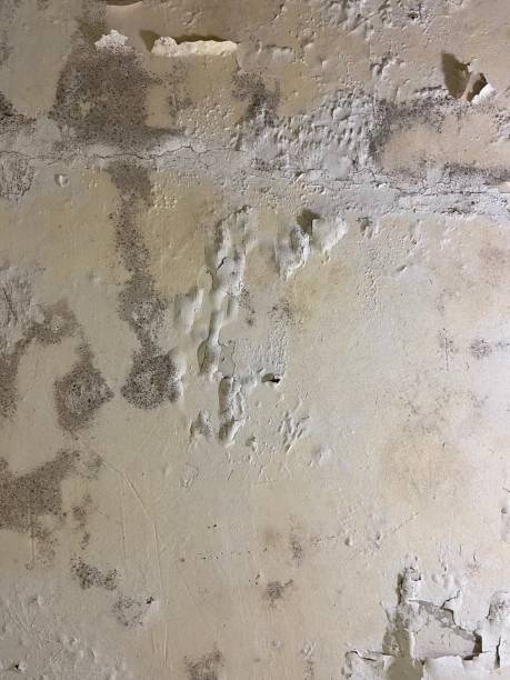 Best Attic Mold Removal  in Vaeboro, NC