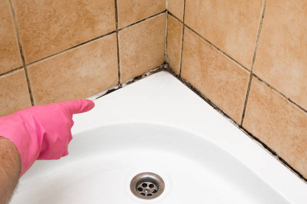Best Attic Mold Removal  in Vaeboro, NC